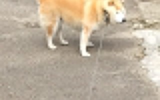 什么叫单反相机    单反相机有什么优点